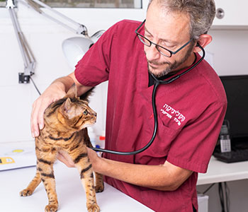 חיסונים לחתול