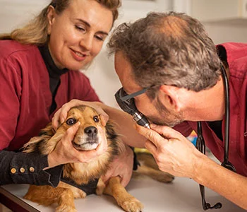 ניתוח כירורגי לבעלי חיים - ניתוחי עיקור כלבה, סירוס כלב