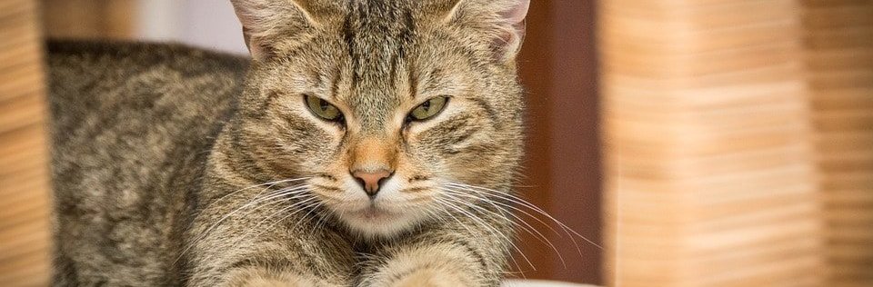 חיסונים לחתול