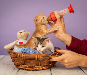 טיפול בחתלתולים עזובים - המלצות וטרינר