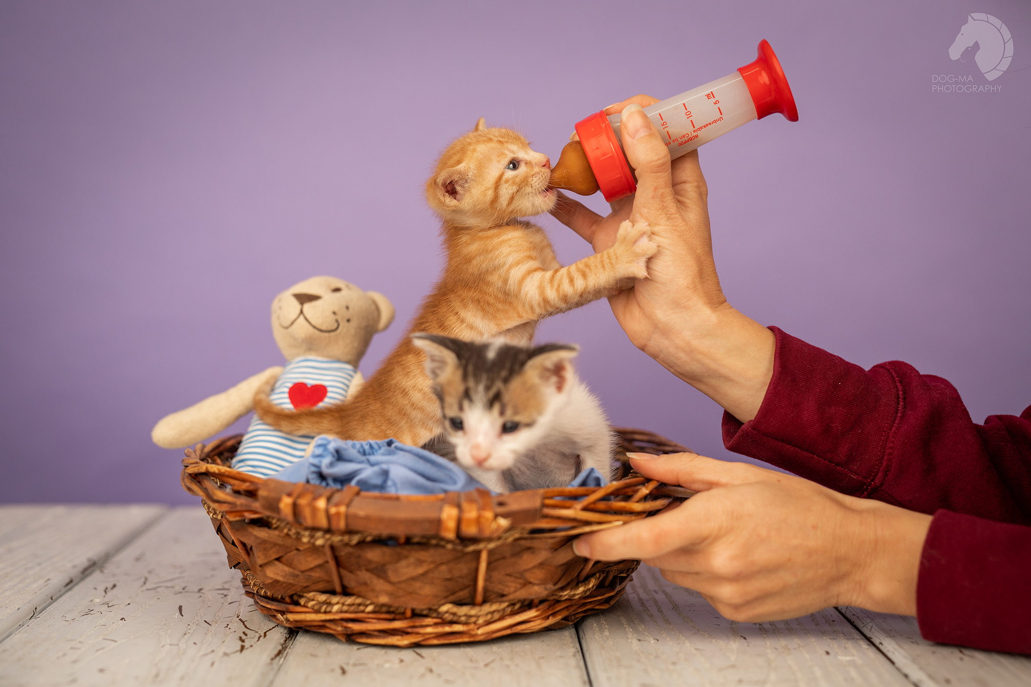 המלצות וטרינר לטיפול בחתלתולים יתומים איך מטפלים בגורי חתול עזובים