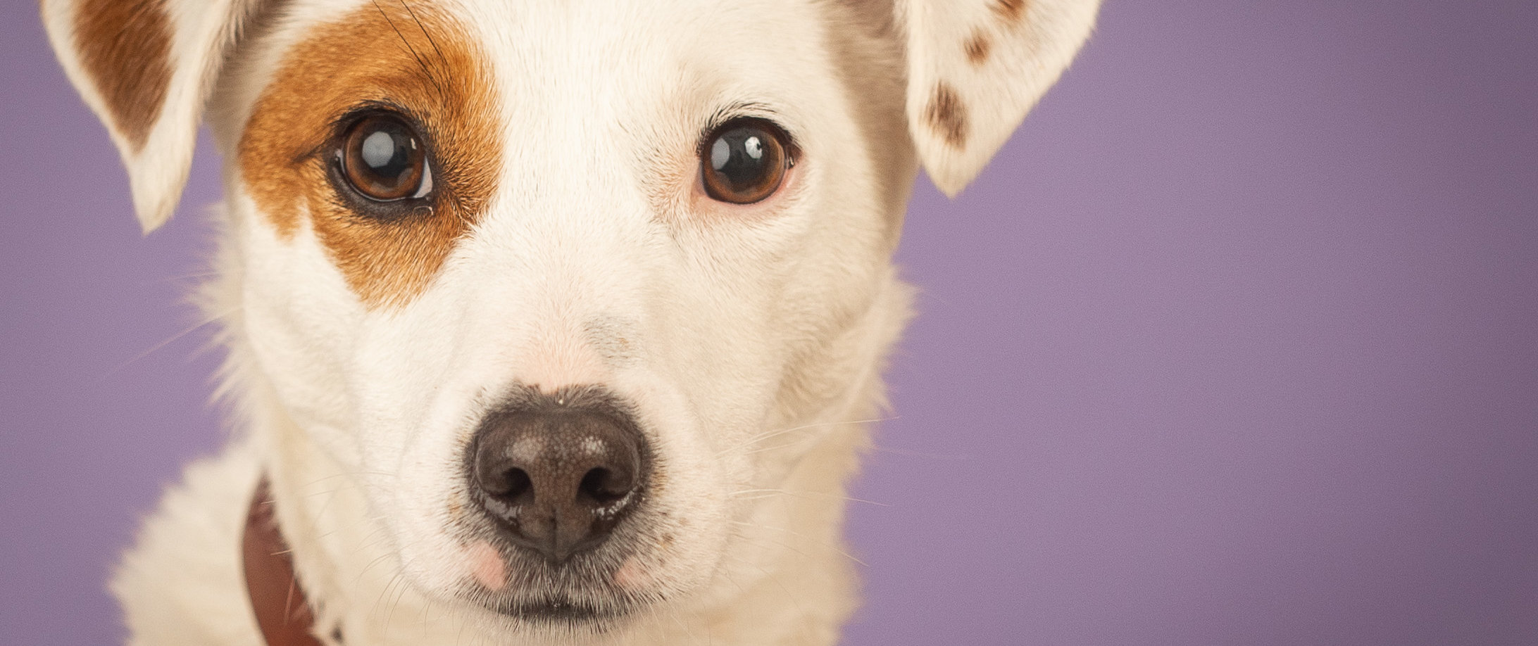 חיסונים לגור כלבים