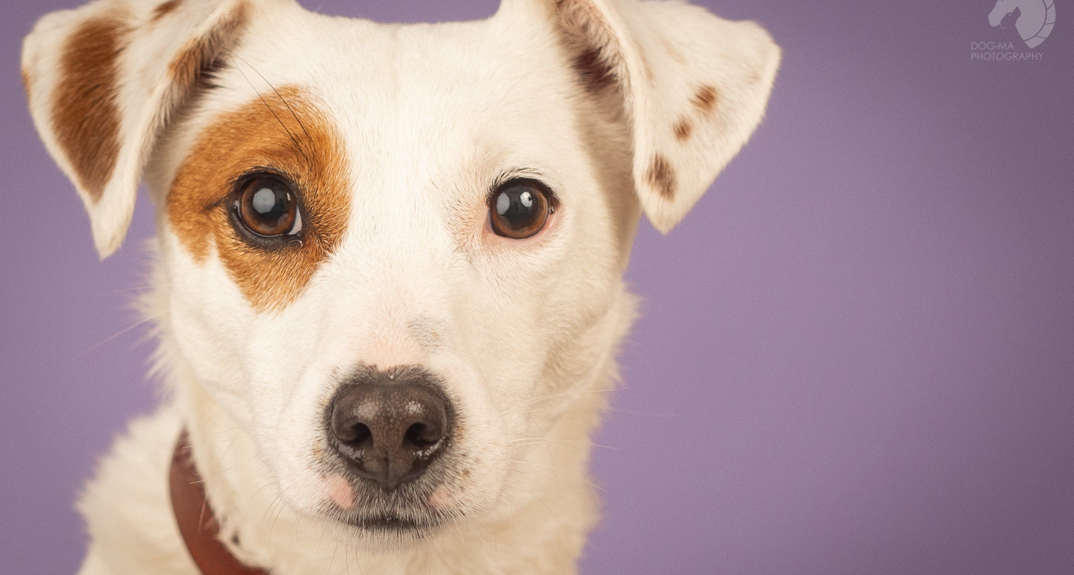 חיסונים לגורים - כל מה שרציתם לדעת
