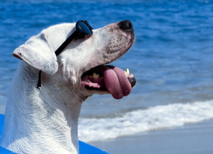 הכן מחמדך לקיץ - טיפול וחיסונים לכלבים לקראת הקיץ