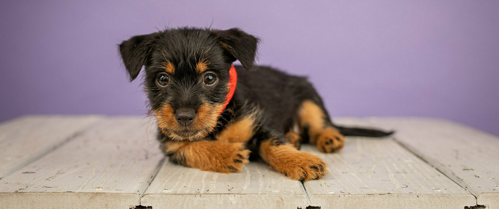 אימוץ חיות מחמד - טיפים לבחירה