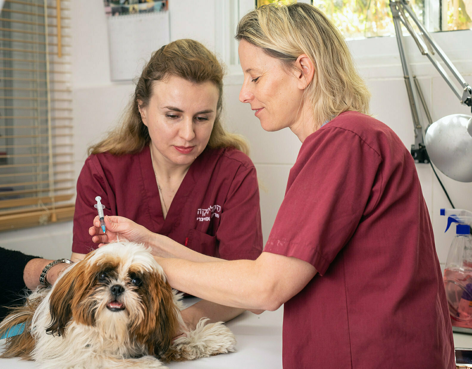 חדר בדיקה - מתן חיסונים לכלבים וחתולים