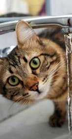 המלצות וטרינר לעידוד שתיה אצל חתולים