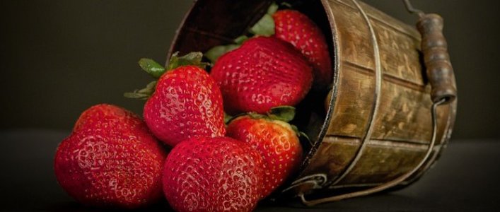 תותי פרוטי קייצי לכלבים - מתכונים לכלבים