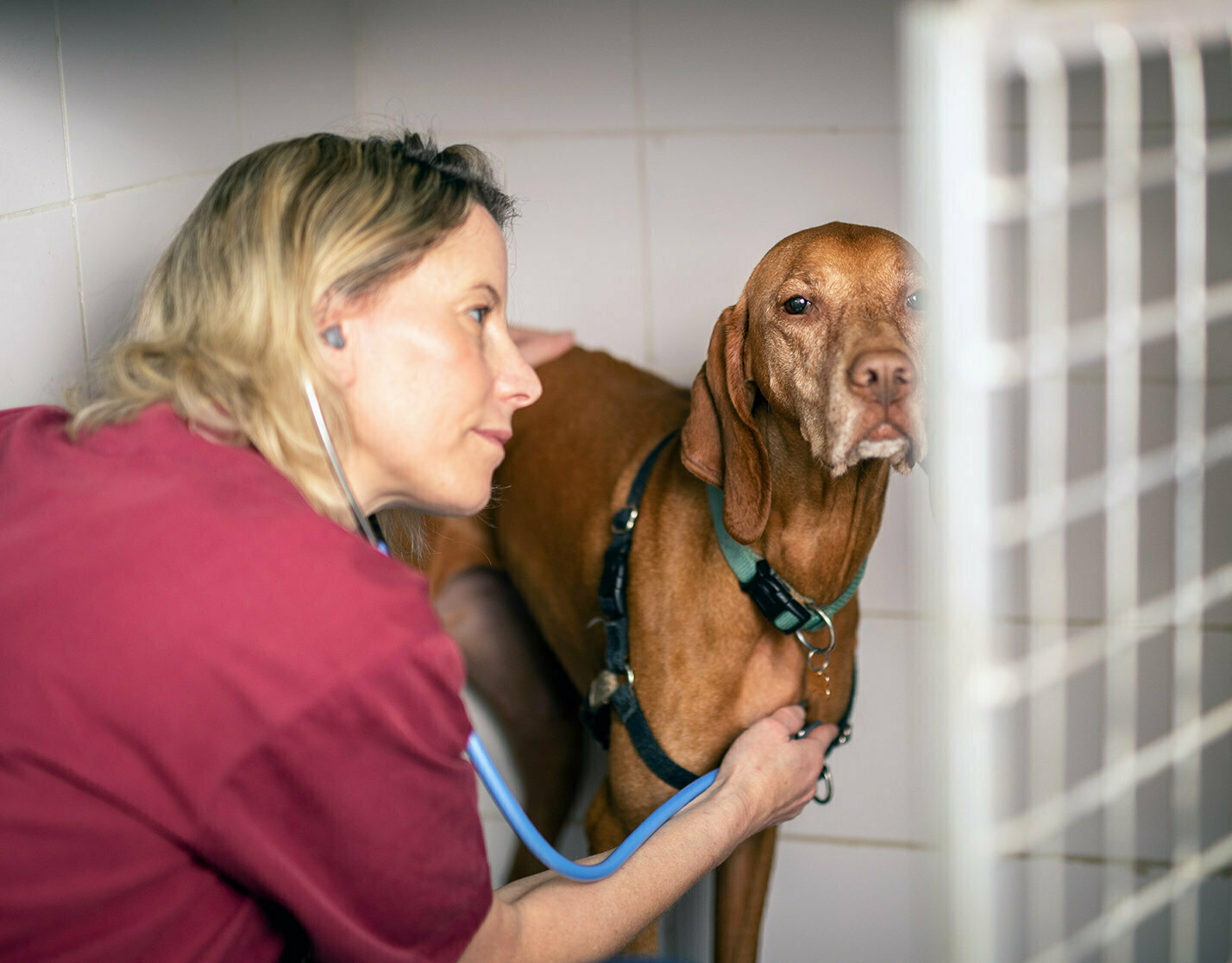 אשפוז כלבים במרפאה וטרינרית בתל אביב