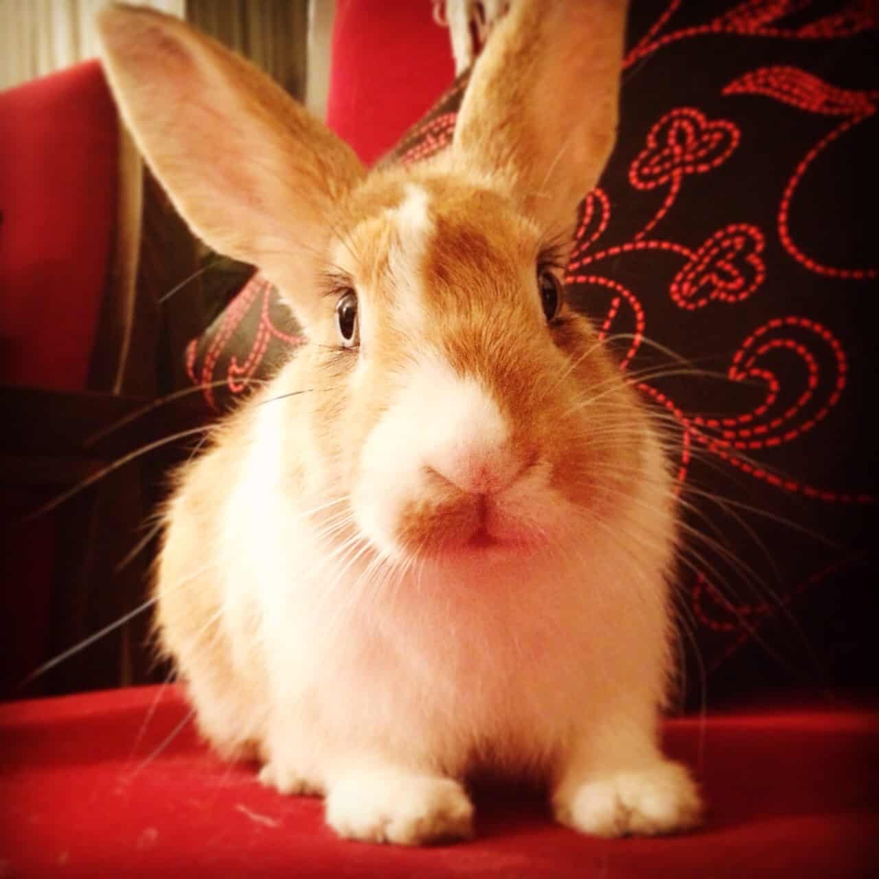 טיפול בארנבים לדלקת מפרקים אבחון ודרכי טיפול על ידי וטרינר