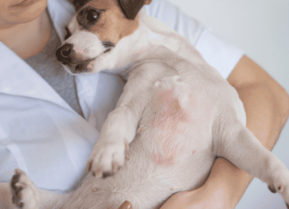Atopic Dermatitis Dogs Cats