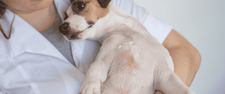 Atopic Dermatitis Dogs Cats Aspect Ratio 1428 600