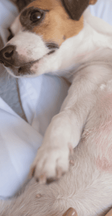 Atopic Dermatitis Dogs Cats Aspect Ratio 415 800