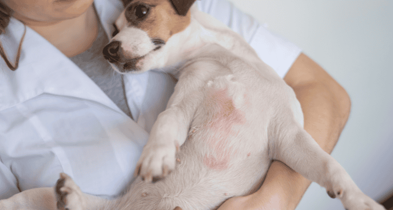 Atopic Dermatitis Dogs Cats Aspect Ratio 560 300