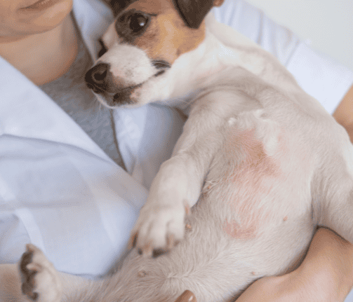 Atopic Dermatitis Dogs Cats Aspect Ratio 700 600