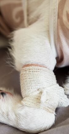 Dog Joint Supplements Aspect Ratio 415 800