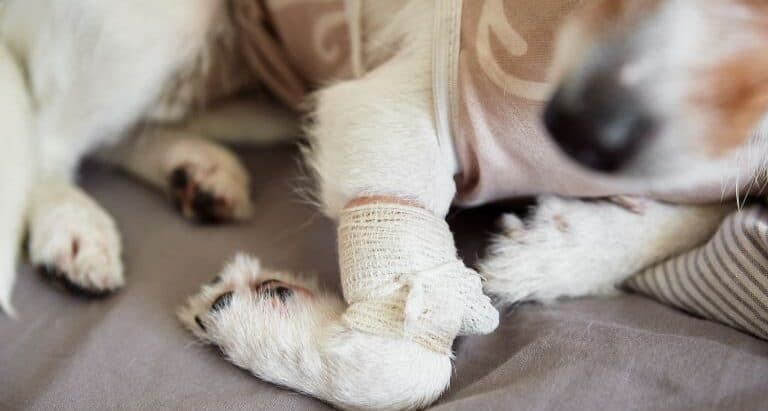 Dog Joint Supplements Aspect Ratio 560 300