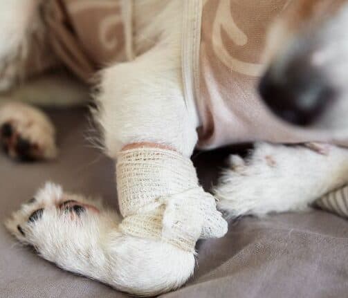 Dog Joint Supplements Aspect Ratio 700 600