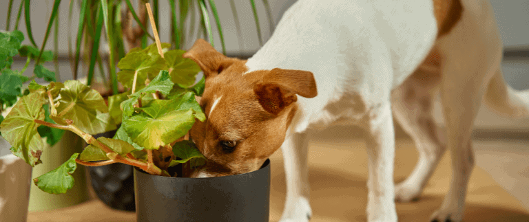 Dog Poisoning Aspect Ratio 1428 600