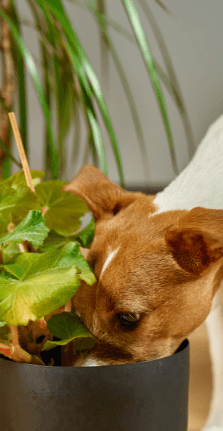 Dog Poisoning Aspect Ratio 415 800