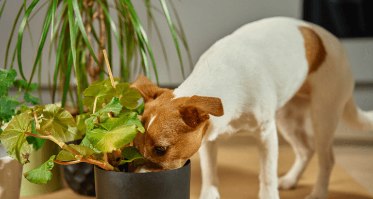 Dog Poisoning Aspect Ratio 560 300