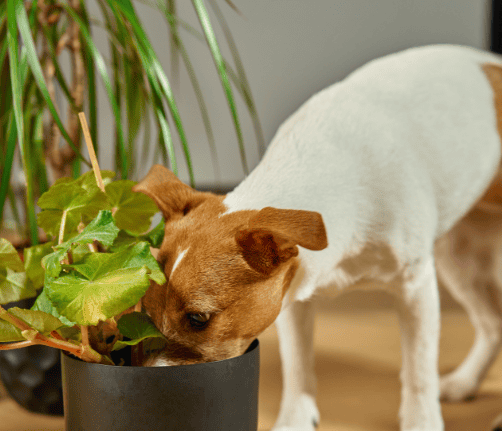 Dog Poisoning Aspect Ratio 700 600