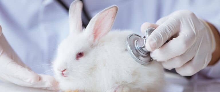 Gi Stasis In Rabbits Aspect Ratio 1428 600