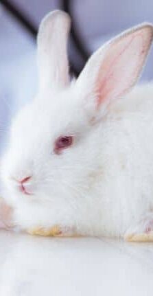 Gi Stasis In Rabbits Aspect Ratio 415 800