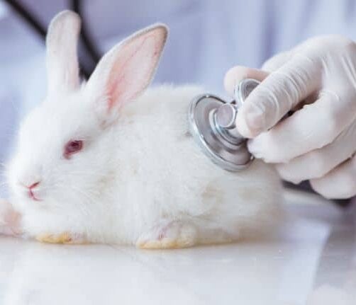 Gi Stasis In Rabbits Aspect Ratio 700 600