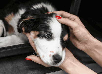 Dog Neutering