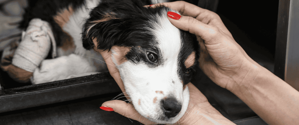 Dog Neutering Aspect Ratio 1428 600