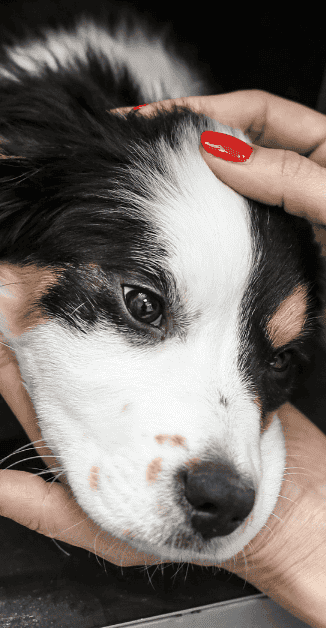 Dog Neutering Aspect Ratio 415 800