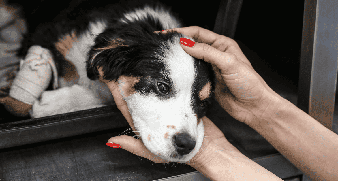 Dog Neutering Aspect Ratio 560 300