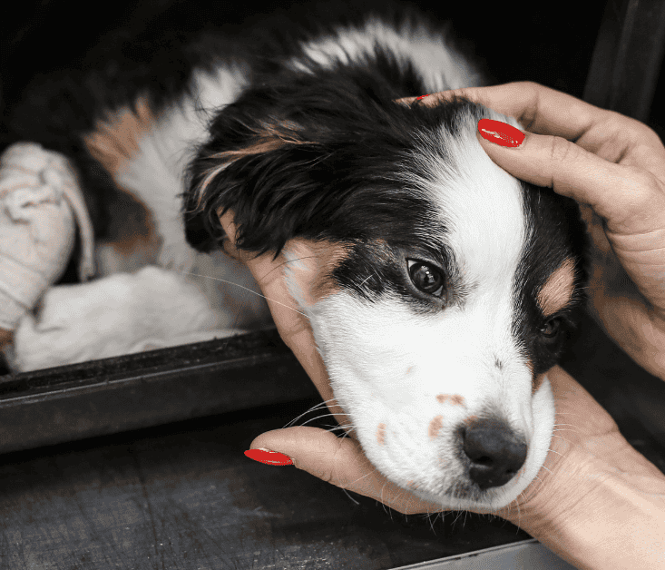Dog Neutering Aspect Ratio 700 600
