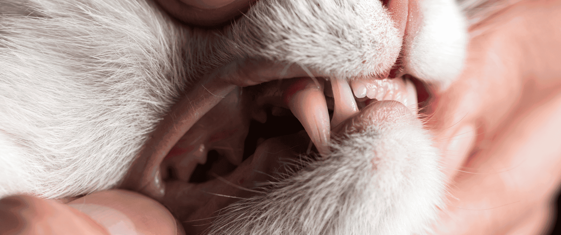 Treatments Cat Dental Care Guide Aspect Ratio 1428 600