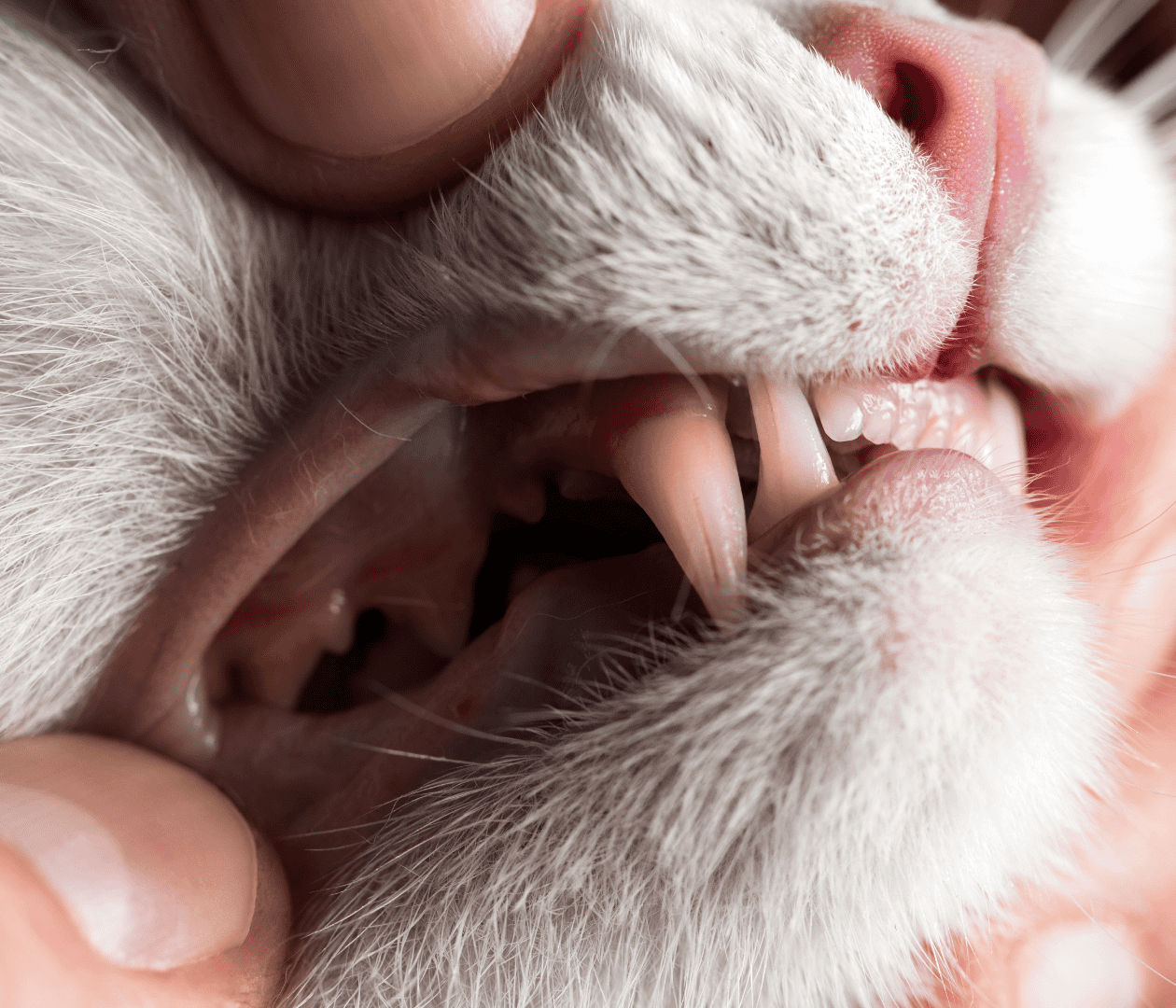 Treatments Cat Dental Care Guide Aspect Ratio 700 600