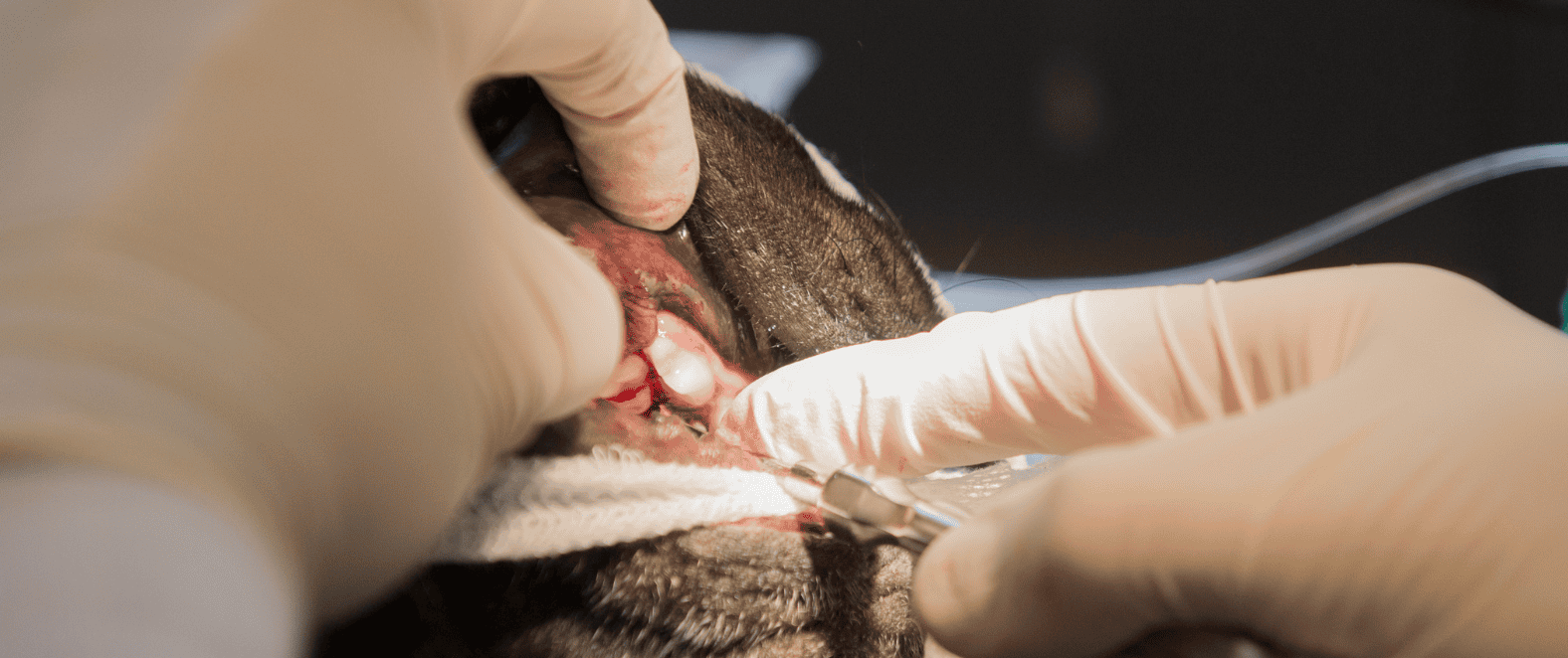 Treatments Dog Dental Care Guide Aspect Ratio 1428 600