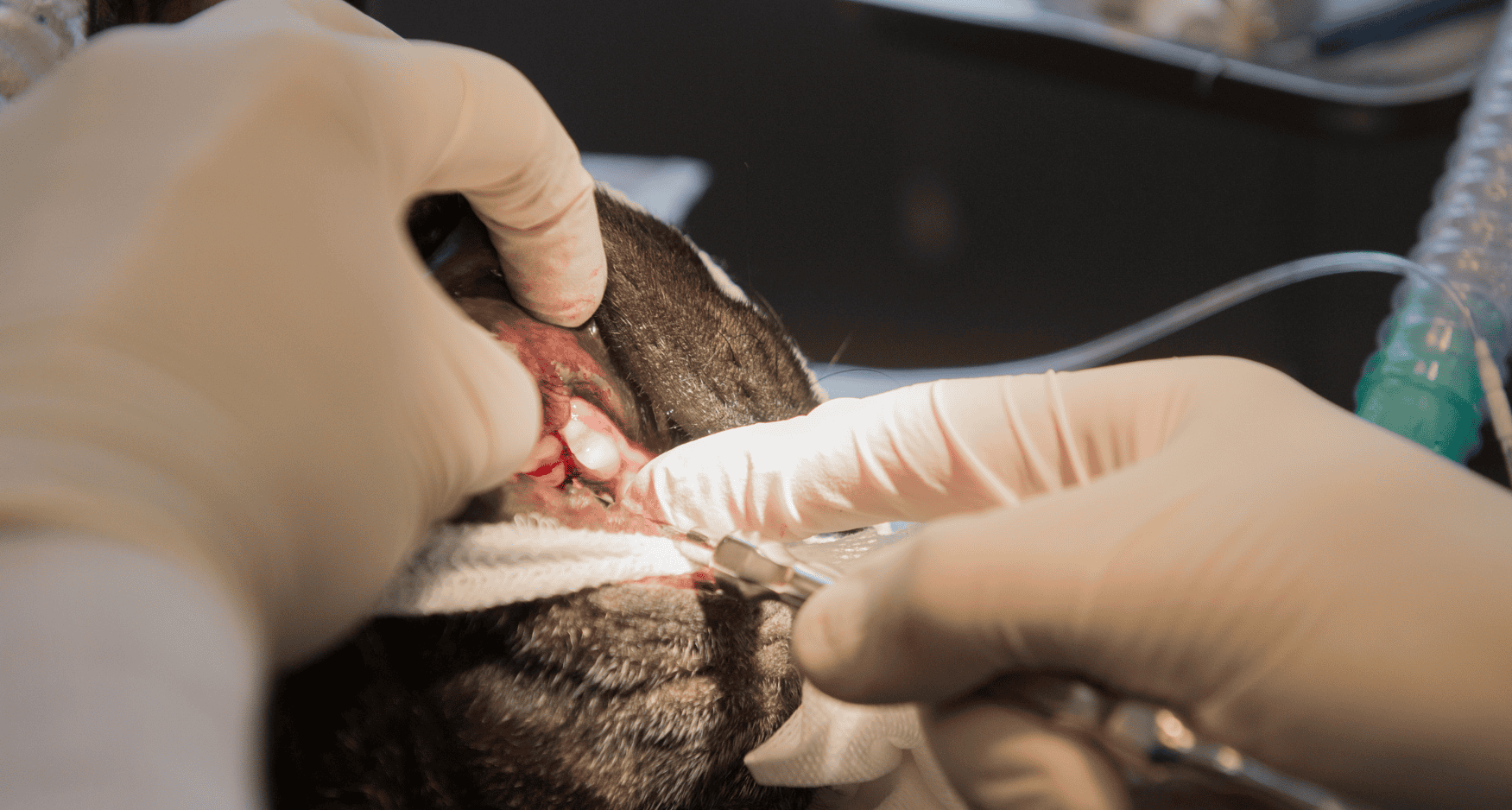 Treatments Dog Dental Care Guide Aspect Ratio 560 300