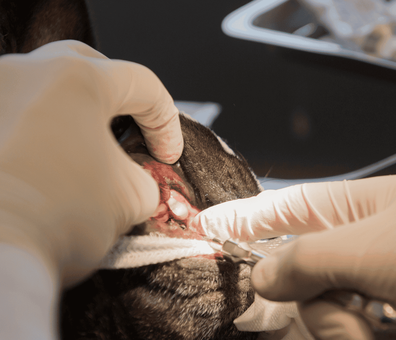 Treatments Dog Dental Care Guide Aspect Ratio 700 600