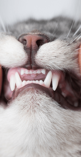 Cat Dental Care Tel Aviv Aspect Ratio 415 800