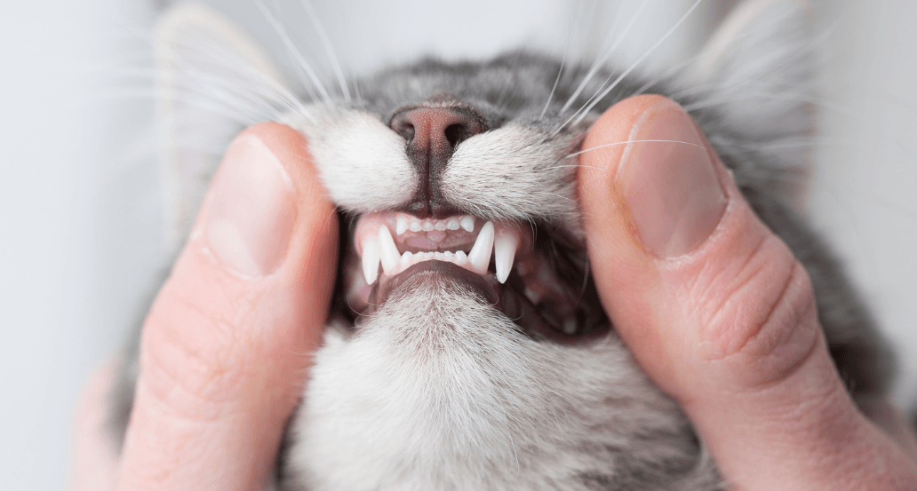 Cat Dental Care Tel Aviv Aspect Ratio 560 300