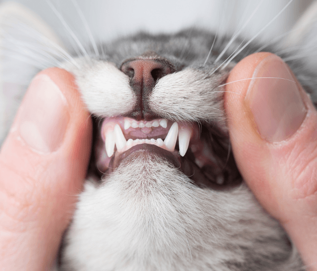 Cat Dental Care Tel Aviv Aspect Ratio 700 600