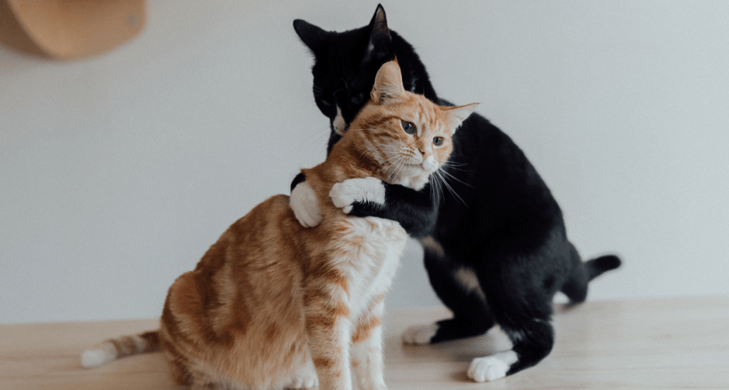 Cat Spay Neuter Aspect Ratio 560 300