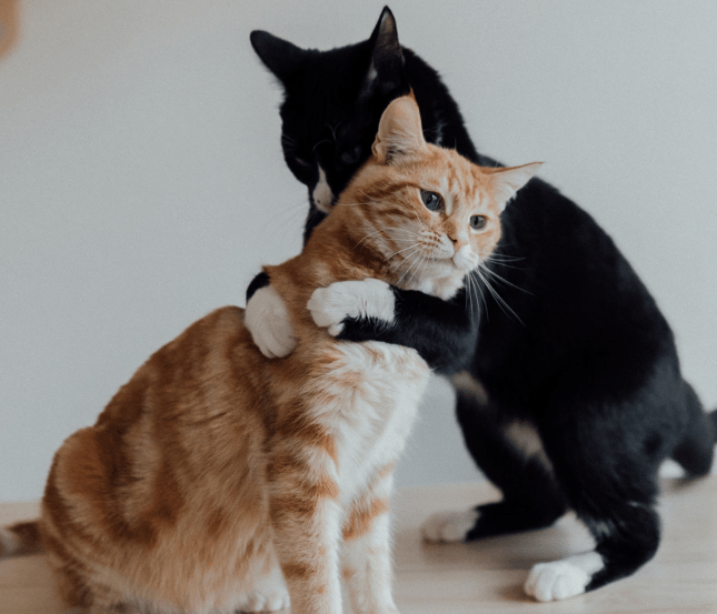Cat Spay Neuter Aspect Ratio 700 600