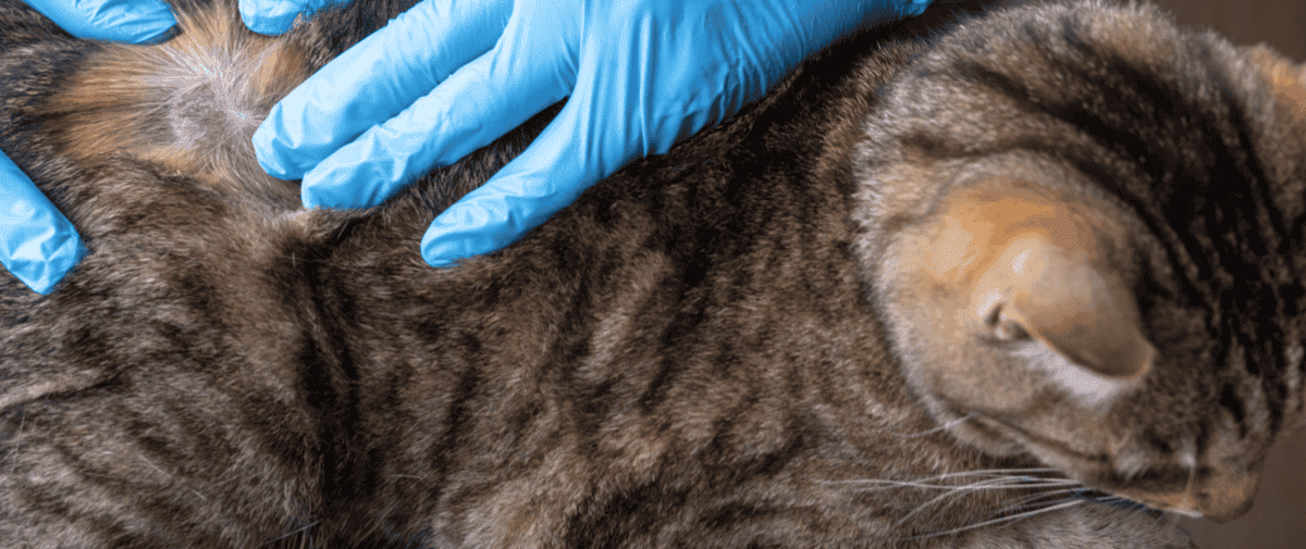 Dog Cat Skin Allergies Vet Aspect Ratio 1428 600