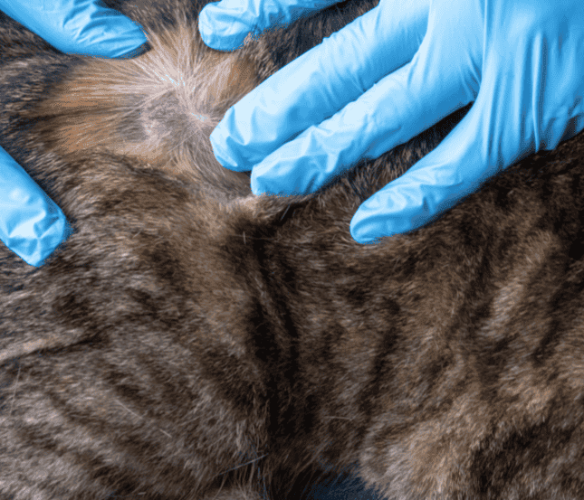 Dog Cat Skin Allergies Vet Aspect Ratio 700 600