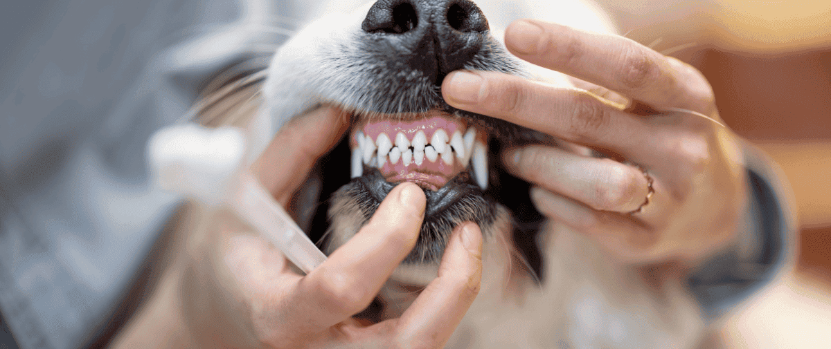 Dog Dental Care Aspect Ratio 1428 600
