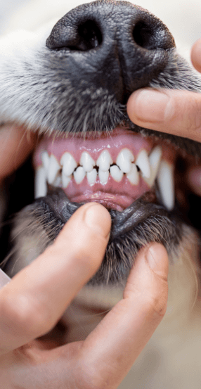 Dog Dental Care Aspect Ratio 415 800