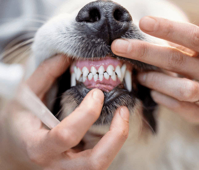 Dog Dental Care Aspect Ratio 700 600