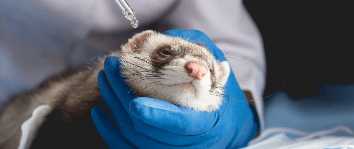 Ferret Veterinarian Tel Aviv Aspect Ratio 1428 600